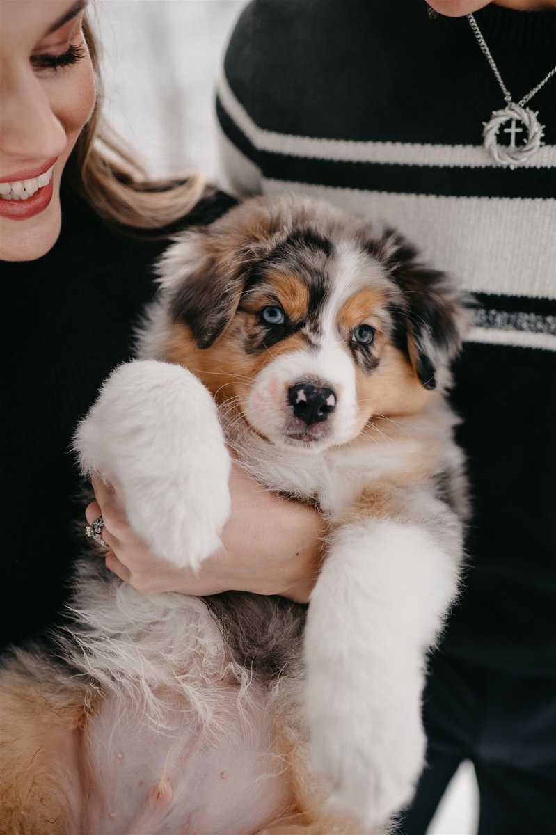 McKennaHaase's tweet photo. We’re excited to introduce our Christmas gift this year, Tuxedo “Tux” Scott. He’s been the sweetest addition to our family ❤️❄️ https://t.co/hfZrW7KPWJ