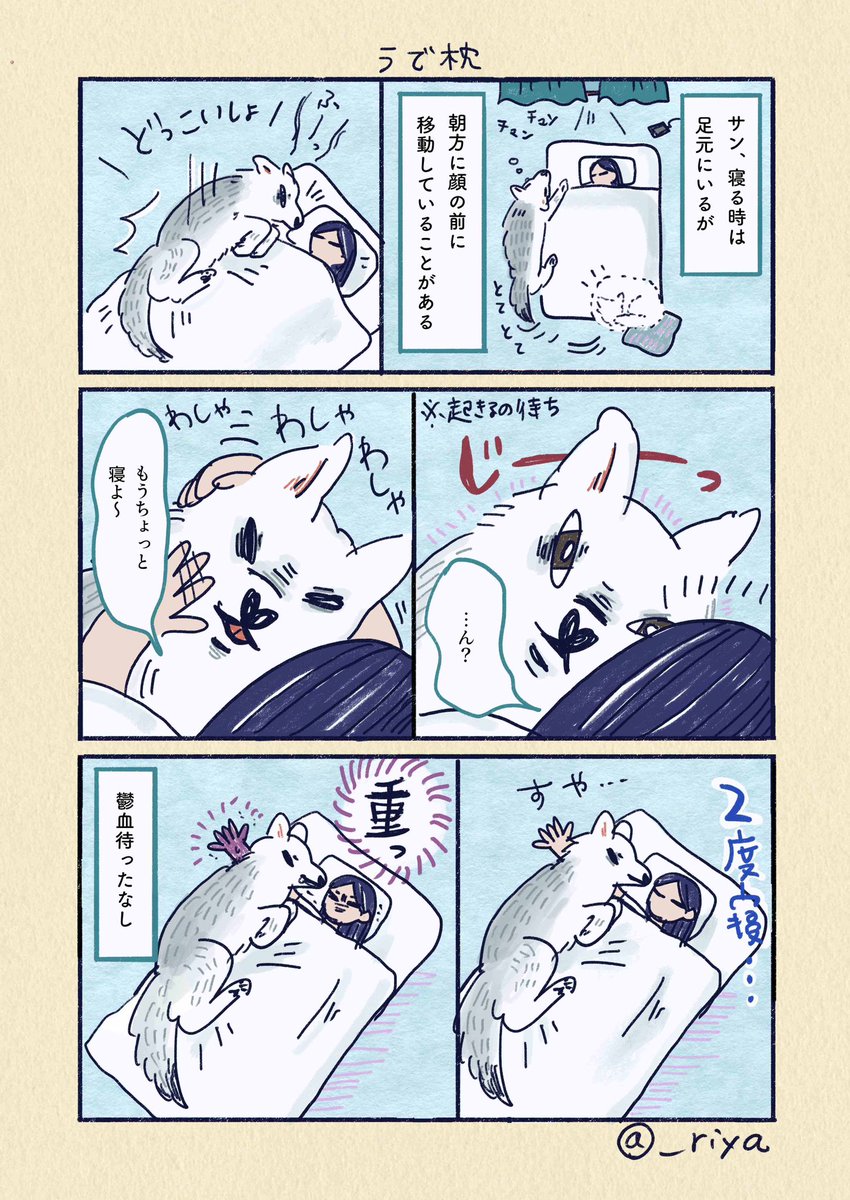 デカい狼犬との日常🐺

「うで枕」 