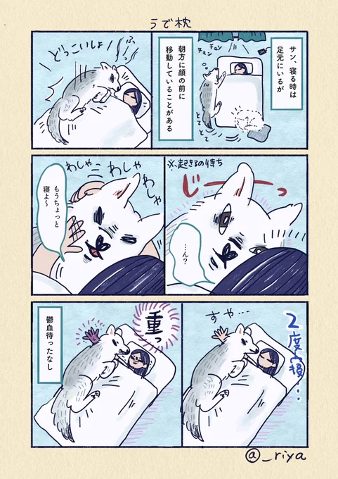 デカい狼犬との日常🐺

「うで枕」 