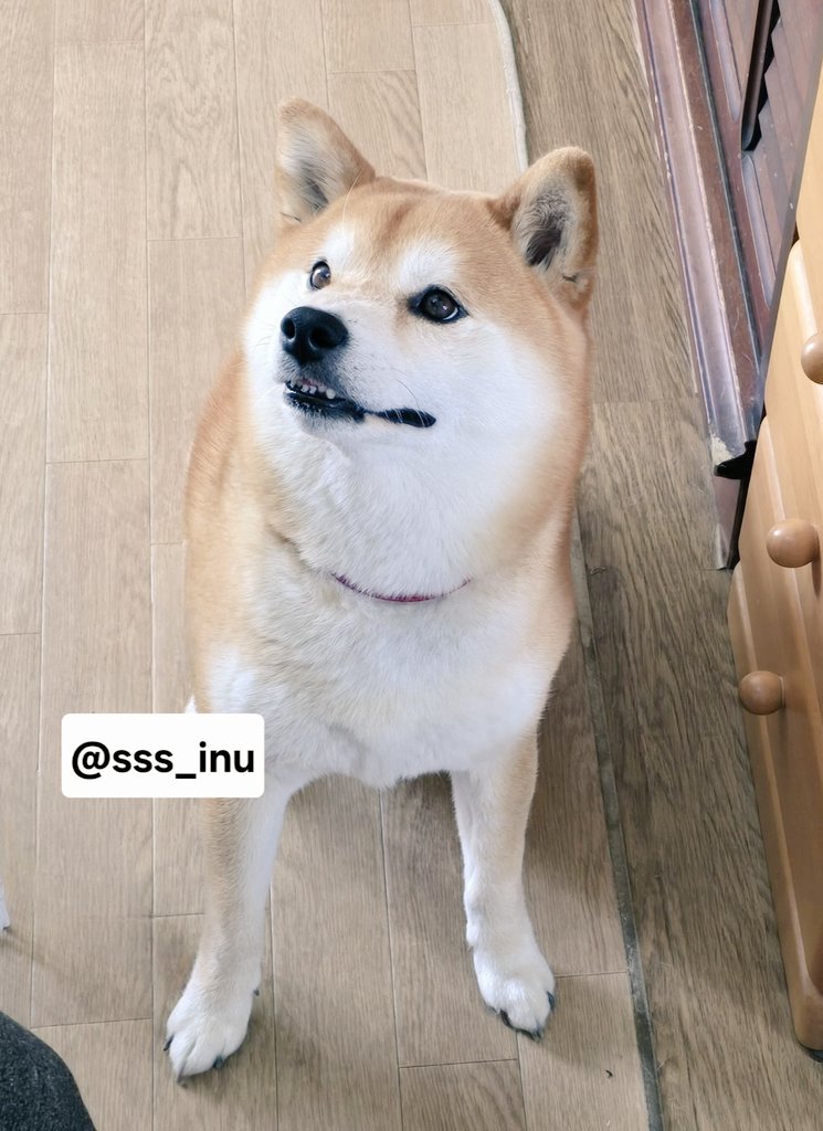 犬 (@sss_inu) / Posts / X