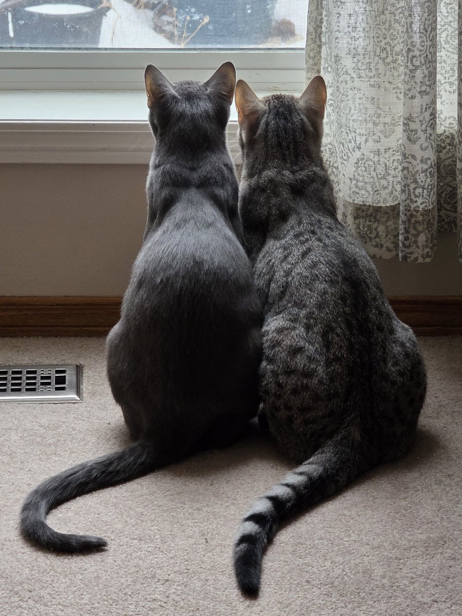 Darren Howard tweet media