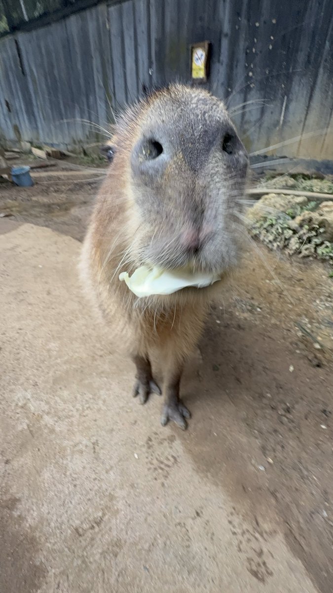 Sato (@Sato56827184) / Posts / X