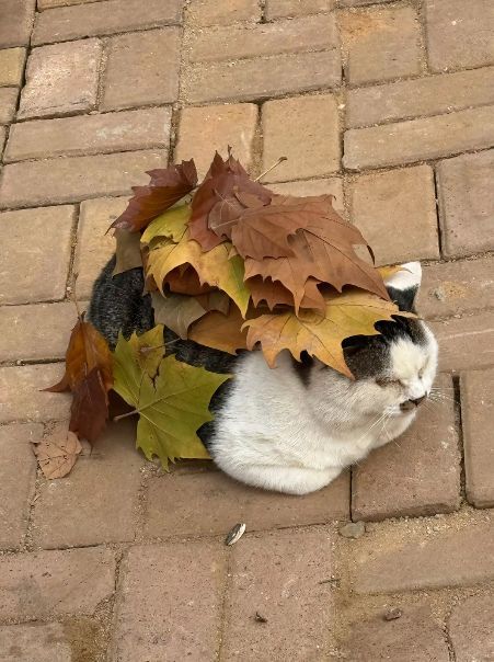 nocontextscats's tweet image. Cameowflage