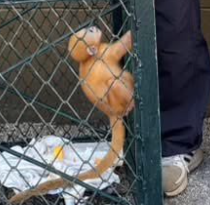 Hello_Its_MeMe's tweet image. ภาพเดี่ยวดูปกติ พอภาพกว้างตัวเท่าเข่า