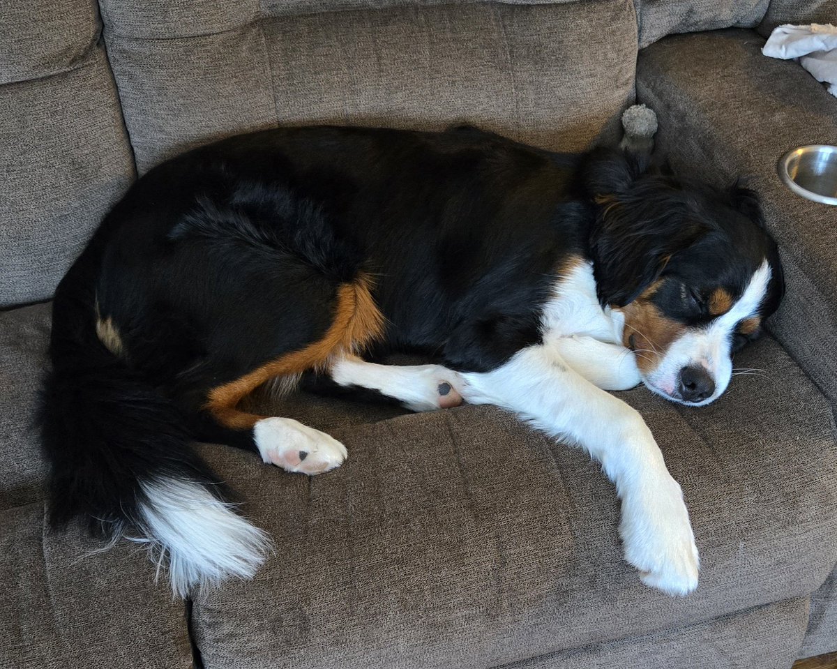 SinderVTuber's tweet image. Just a sleepy lil guy 💤