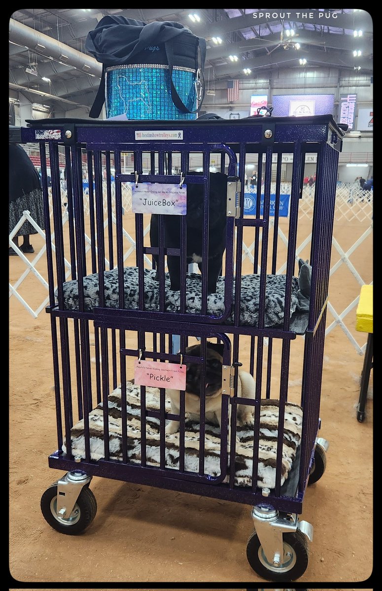 Sprout The Pug tweet media