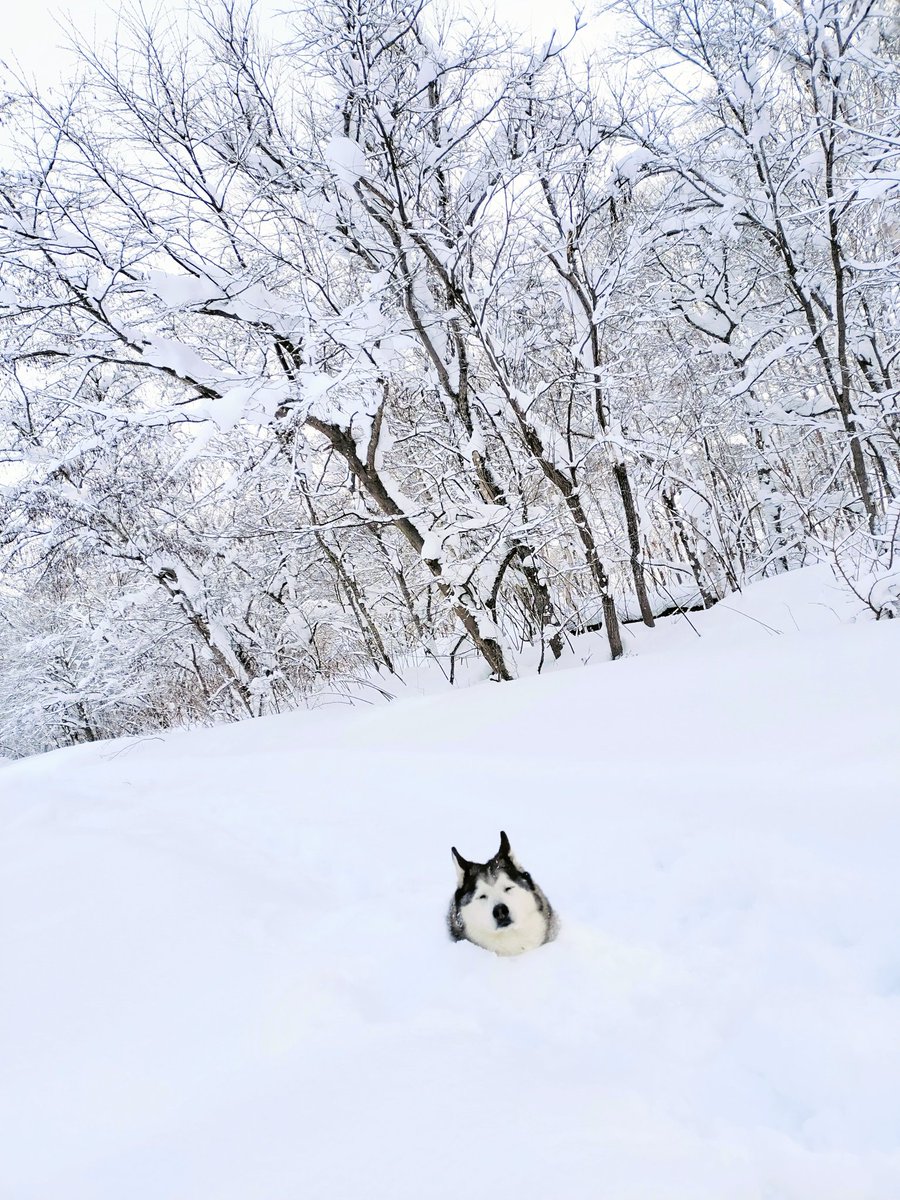 埋まった兄。
#シベリアンハスキー #ポーチュギーズウォータードッグ #わんこ #犬のいる暮らし