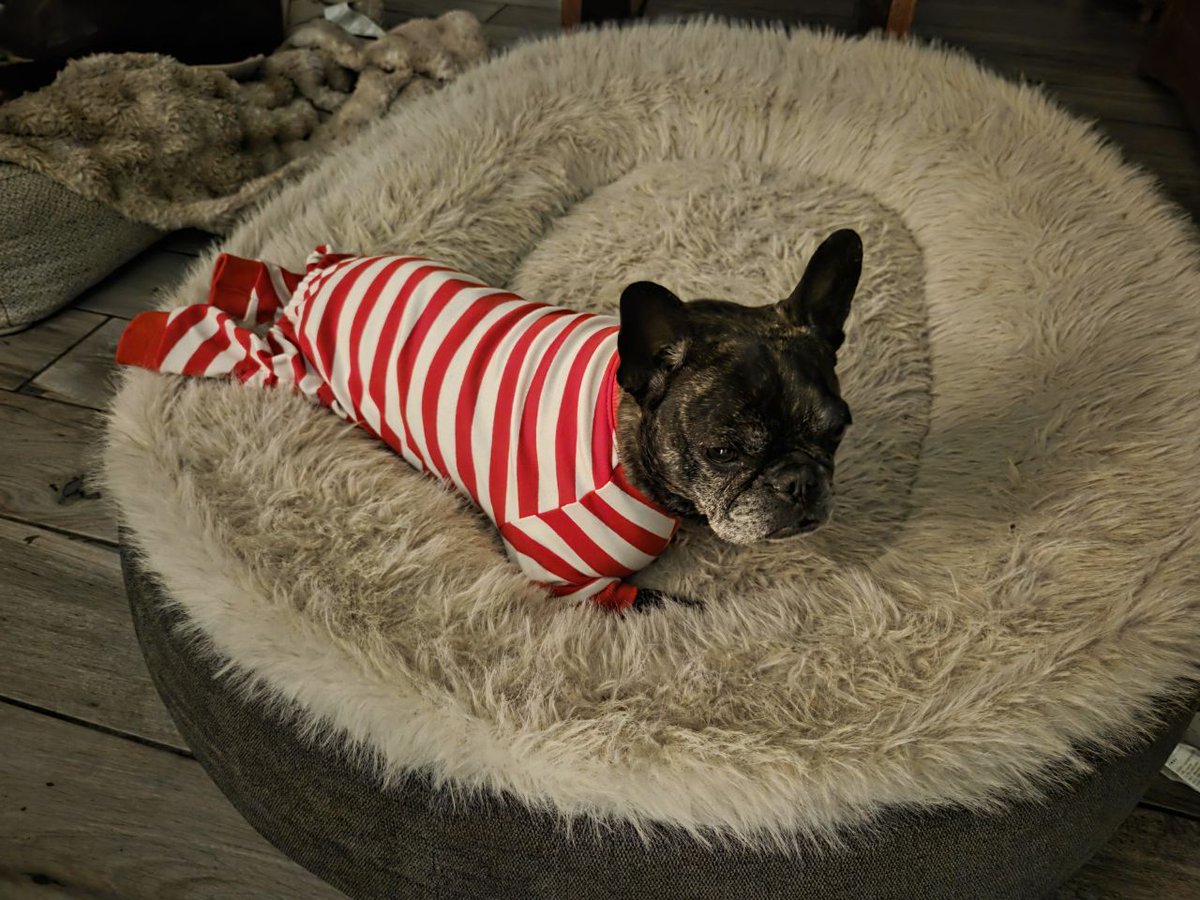 Canine Neurosis tweet media