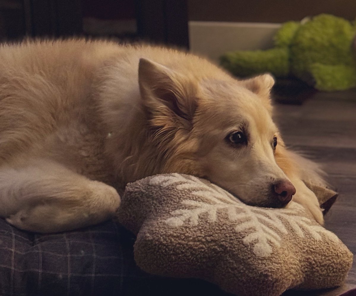 sadie_424's tweet image. Mom promised that when da big tree 🎄goes away dis weekend that I can keep my snowflake ❄️ pillow. #SmallVictories 
We hope you are having a great week! ♥️
