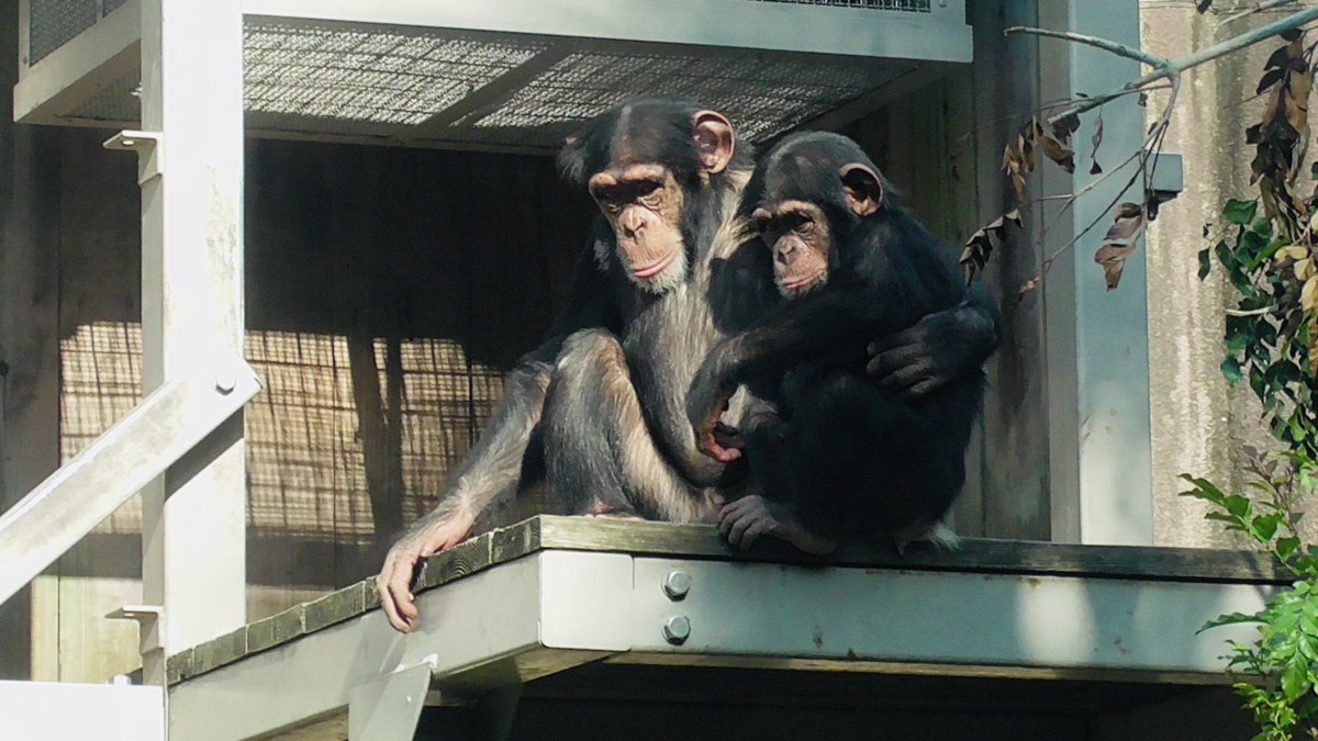 2024/12/01撮影 #到津カレンダー2026 #到津の森公園 #ニシチンパンジー