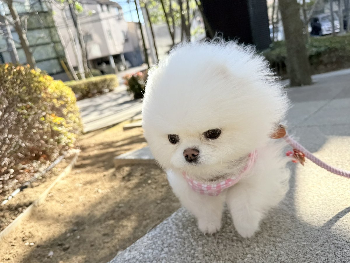 今日も今日とて強風に耐えるルル🐾