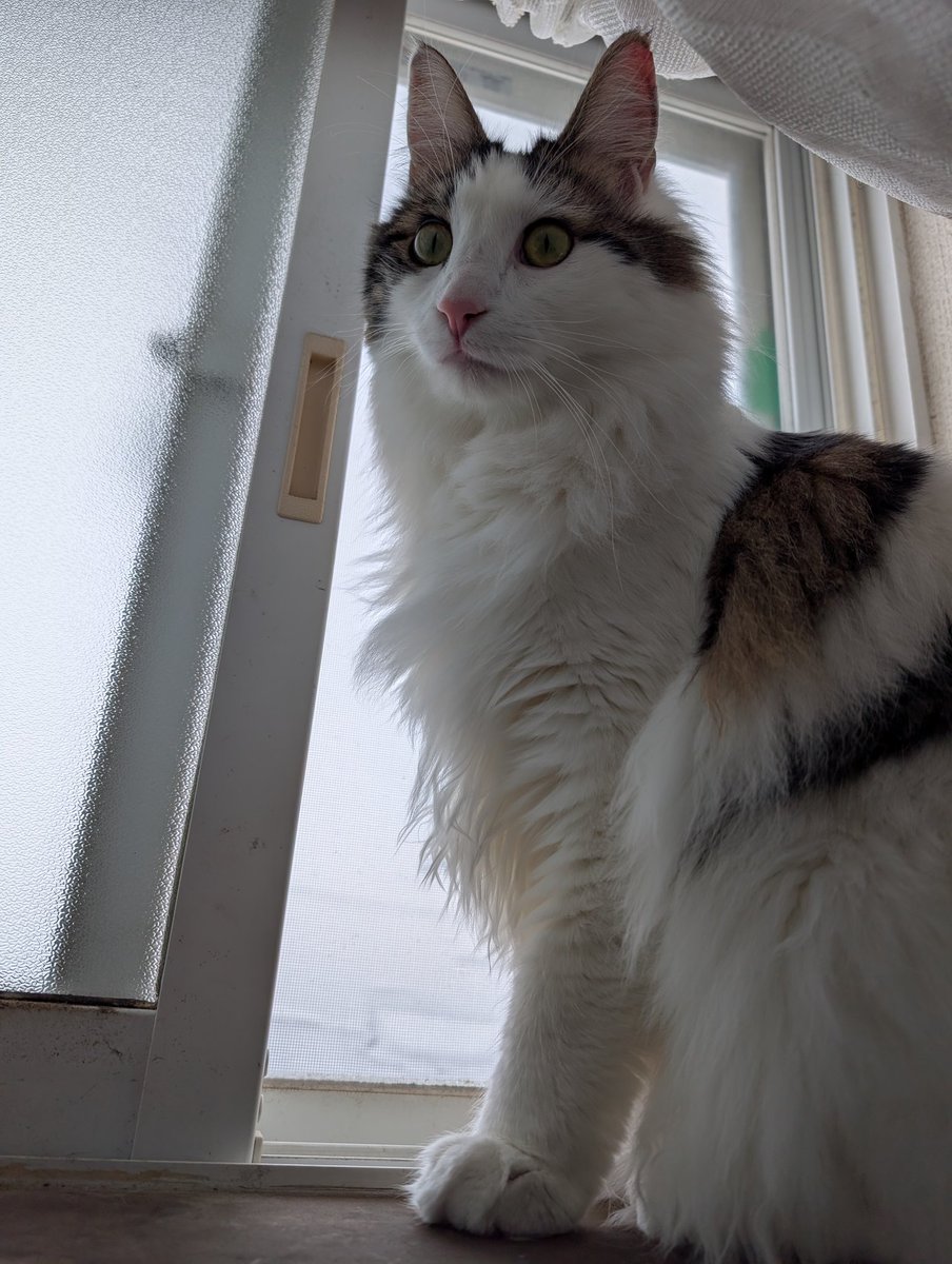 サクちゃんページ SDCS ZAKU II Review – GUNJAP