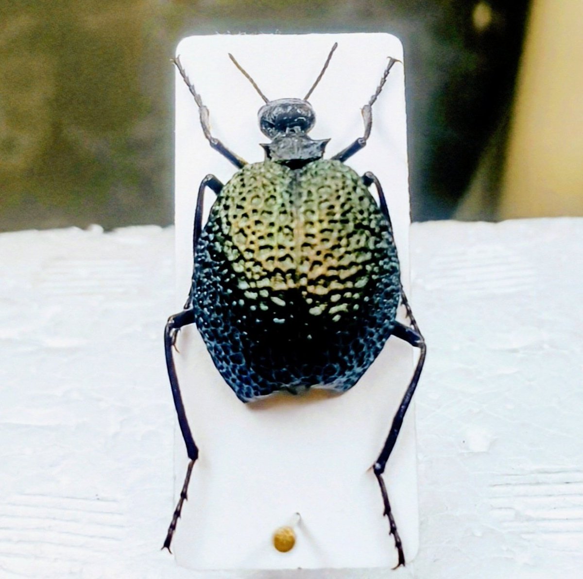 Bug's collector (@CollectorBugs) / Posts and Replies / X