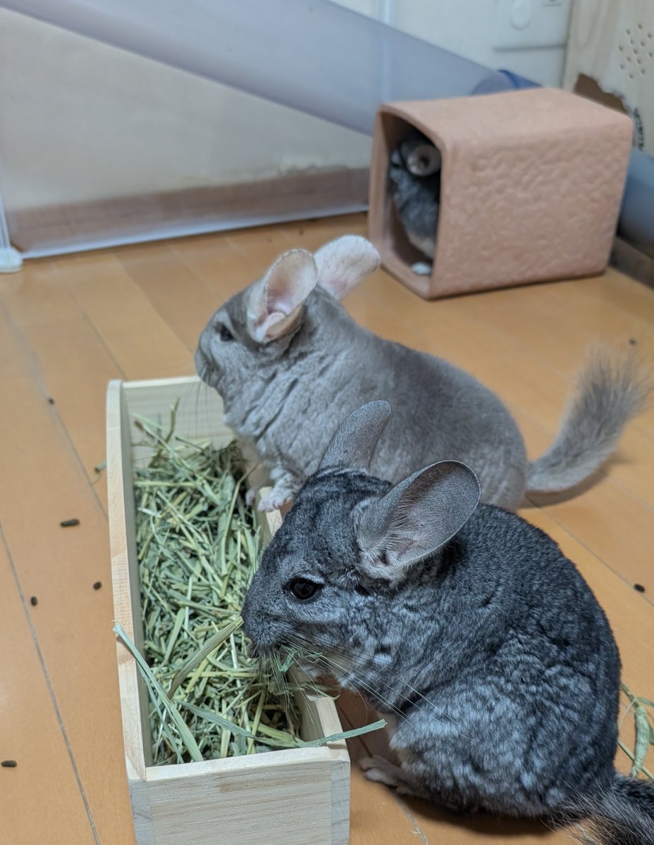 はなげさん tweet media