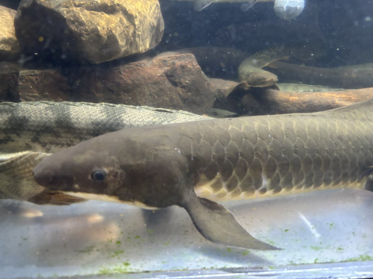 Aqua❣️ ADIDAS ZX8000 AQUA 忠実に再現された名作！アディダス ZX8000 アクア