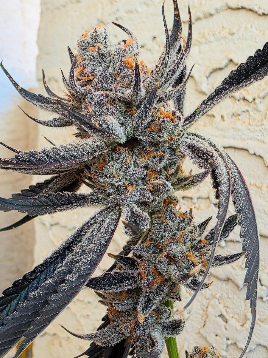 _StonersRUs_'s tweet image. One FROSTY plant! 🥶