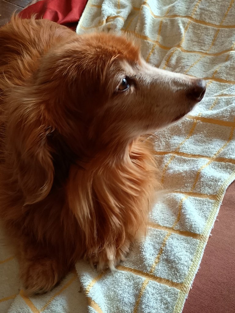 🐶お母さん、美容院行っちゃった…。ぼくはそば粉とお留守番。つまんない。