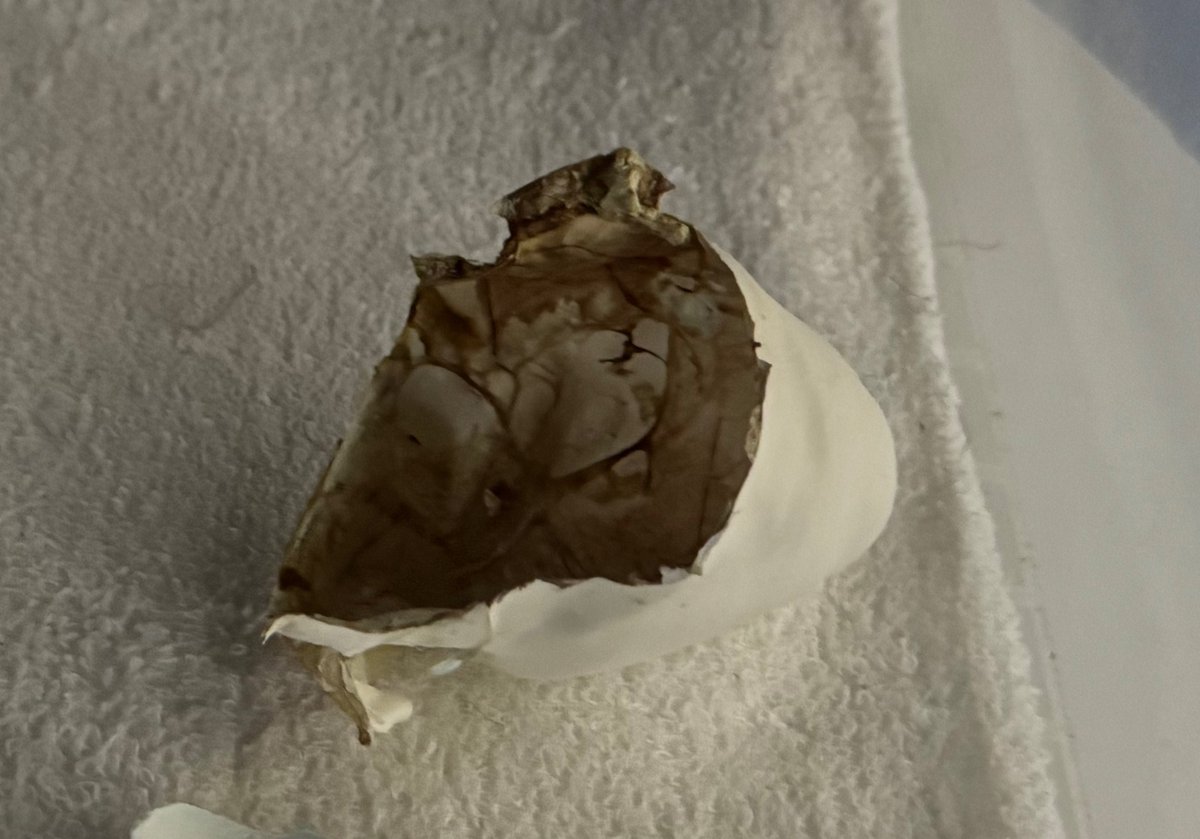 エンペラーペンギンの卵の殻膜
実際の今の赤ちゃんの物だそう

殻の内側の膜なので破れてしまい捨てられるところ、今回形として残っていたので補完されてた模様、めちゃ貴重
#アドベンチャーワールド 
#エンペラーペンギン