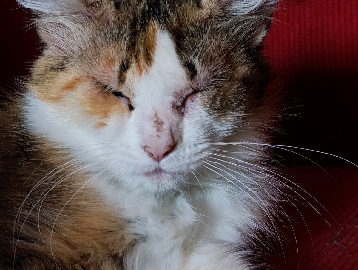 Ella apareció con otra gatita, ambas venían con sus pancitas con bebés, tuvieron 9 entre las dos, fueron dados en adopción todos y ellas esterilizadas, hoy está así y no se que tiene, necesito que la vea un vet, AYÚDENOS a poder cubrir entrando aquí 👉🏻 goget.fund/48TMHLp
