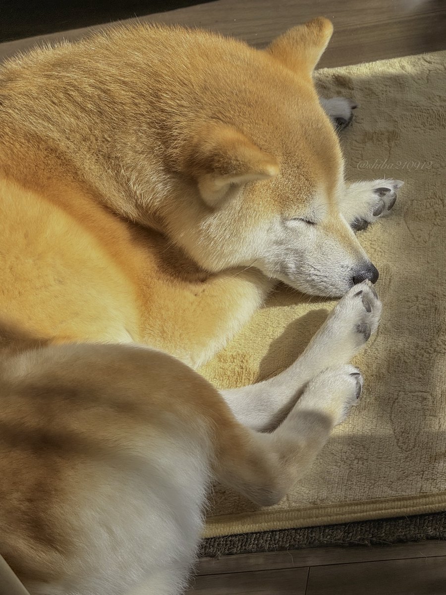 しば犬です。私の汗と涙が染み付いています。 こちらもぜひ〜！ とか