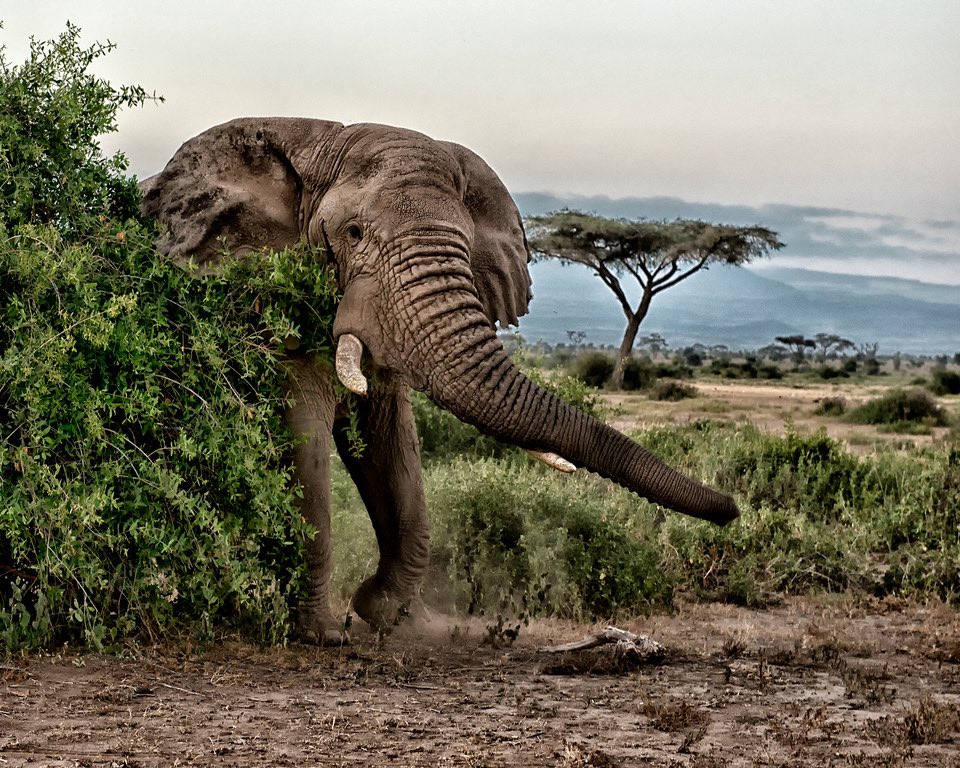 ExploraJourney's tweet photo. A morning in the presence of a herd of elephants drifting across the golden plains of Amboseli National Park-Kenya. While as a few get this close &amp; with the comfort that rivals the wild itself, here the world slows &amp; https://t.co/ekIuc3P65K