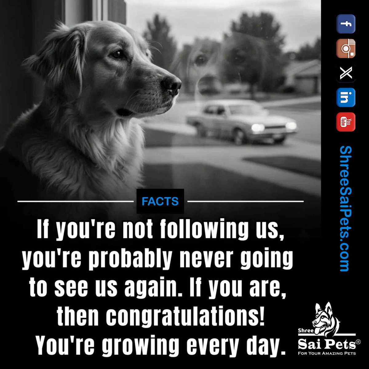 ShreeSaiPets's tweet photo. They don’t just listen. They understand.

#PetLove #HumanAnimalBond #DogBehavior #PetCare #ShreeSaiPets #PetWellness #EmotionalSupport #DogsOfLinkedIn

🐾 Explore thoughtful pet products and care essentials at Shree Sai Pets because they give you their all, they deserve the best. https://t.co/a3seFw2Iao