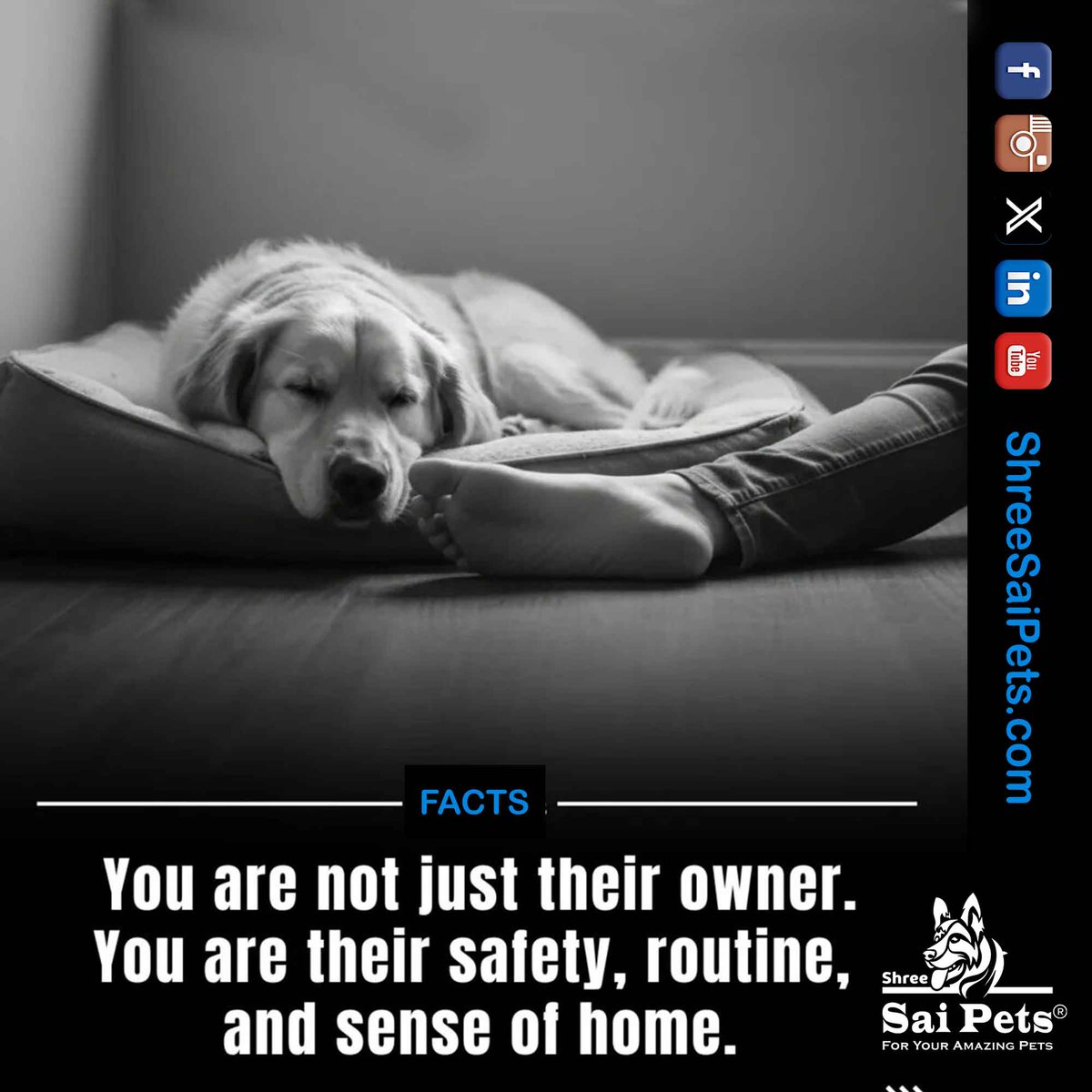 ShreeSaiPets's tweet photo. They don’t just listen. They understand.

#PetLove #HumanAnimalBond #DogBehavior #PetCare #ShreeSaiPets #PetWellness #EmotionalSupport #DogsOfLinkedIn

🐾 Explore thoughtful pet products and care essentials at Shree Sai Pets because they give you their all, they deserve the best. https://t.co/WZoG8PniYl