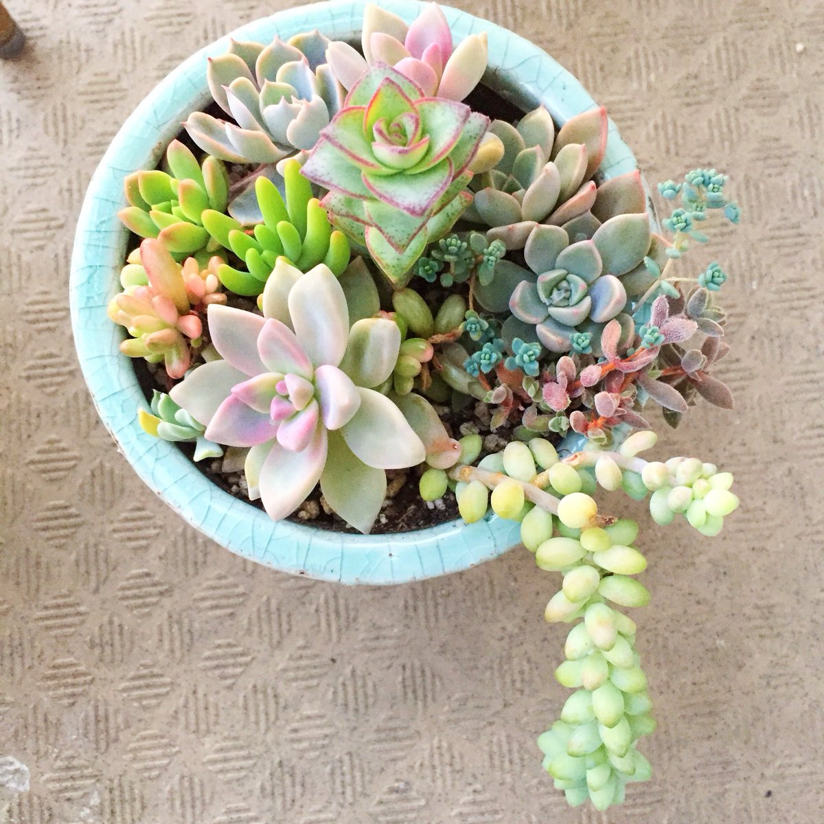 tamitamico's tweet photo. #多肉植物　#寄せ植え https://t.co/UP3QxMuiAQ
