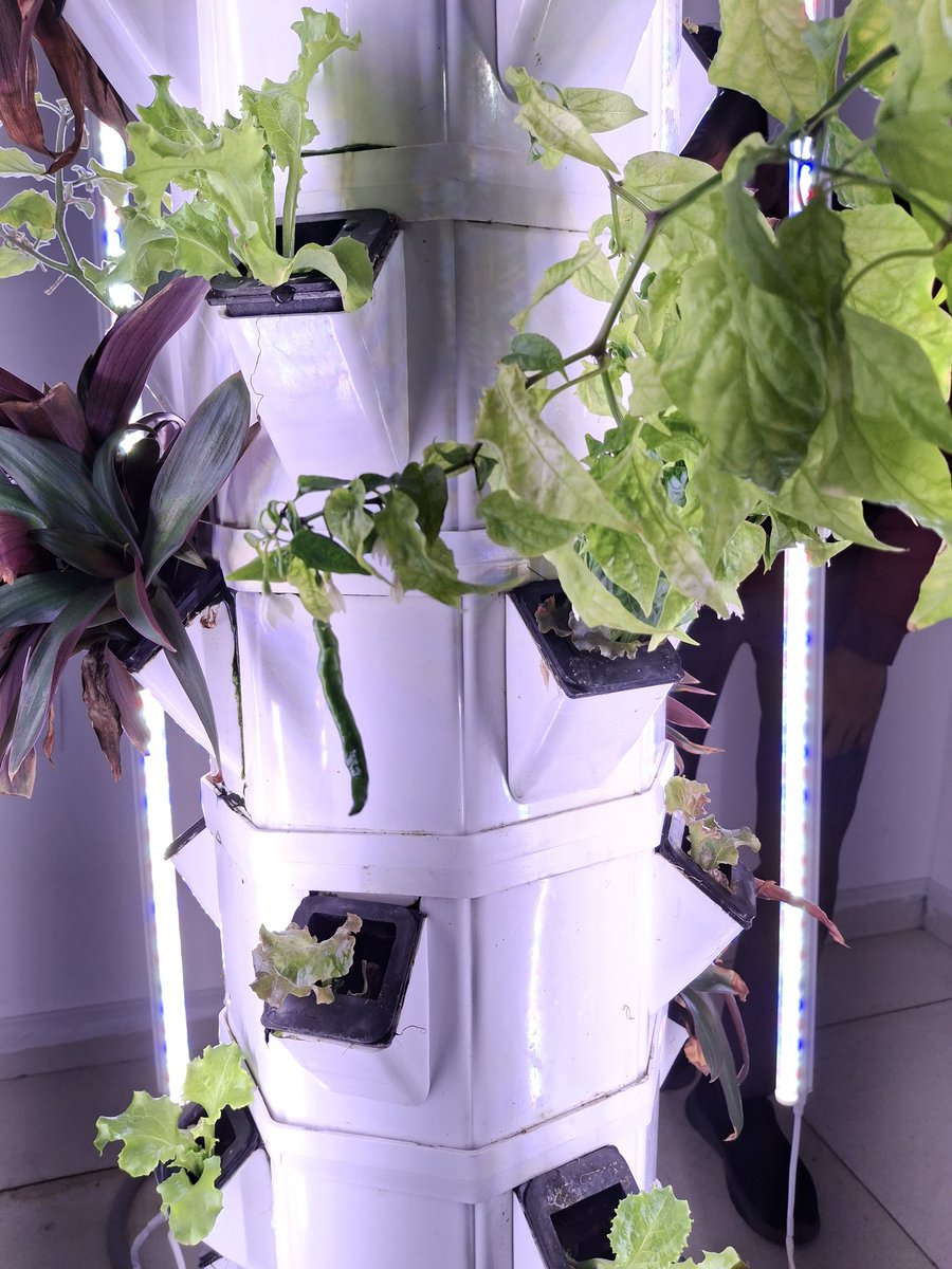 PatelDarsh9699's tweet photo. #Innovation / R&D ON #CHILLI 🌶️ 🌶️ 🌶️
Not inherited from fields. Engineered to grow here. Reframing #Agriculture as a Controlled System.
#AEROPONICS #ADVANCEDAGRICULTURE #soilless https://t.co/oSeSrwQkMe
