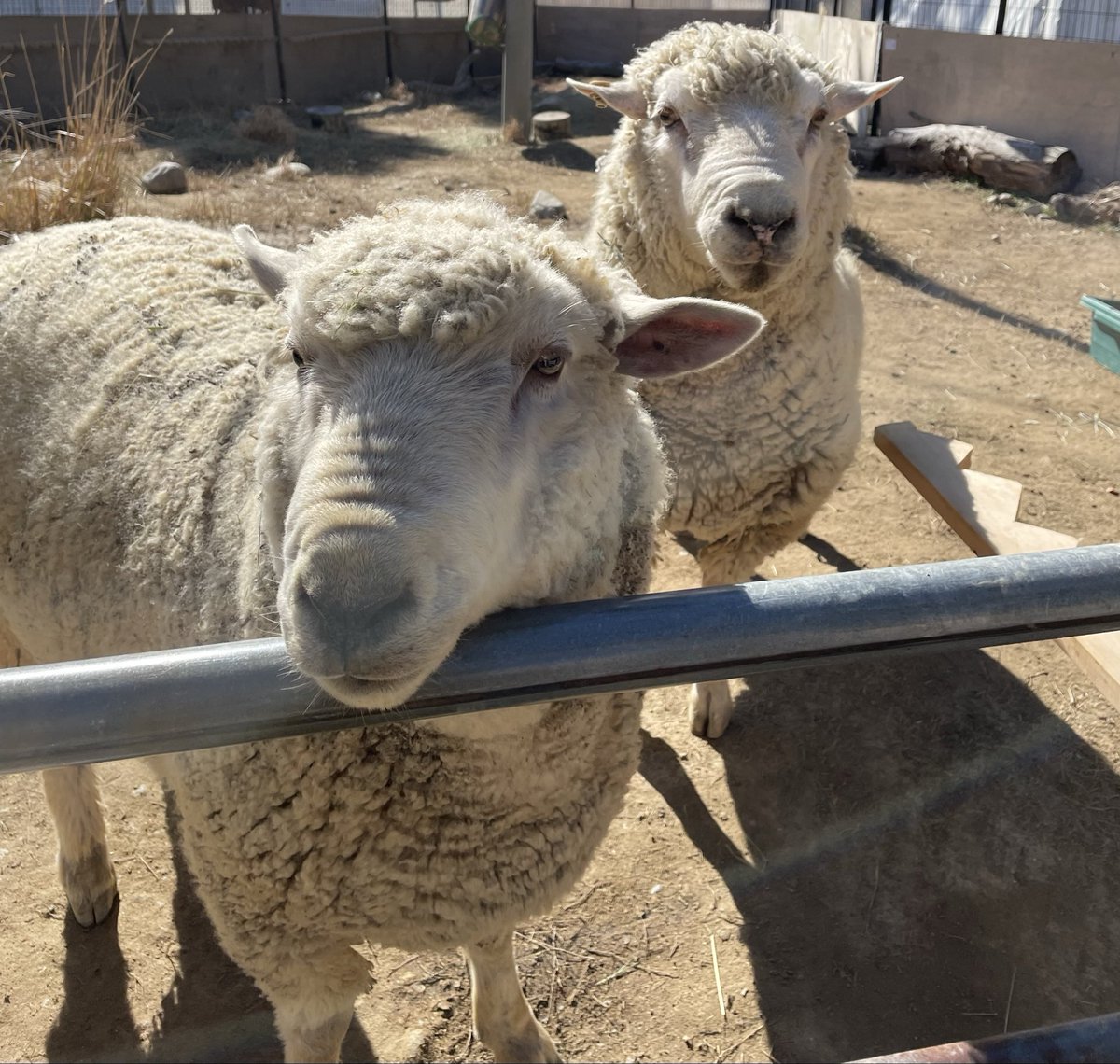satsukiyama_zoo's tweet image. ご飯が欲しい時に、可愛い顔で頂戴とおねだりしてくる羊のアメとサク
#オス羊
#五月山動物園