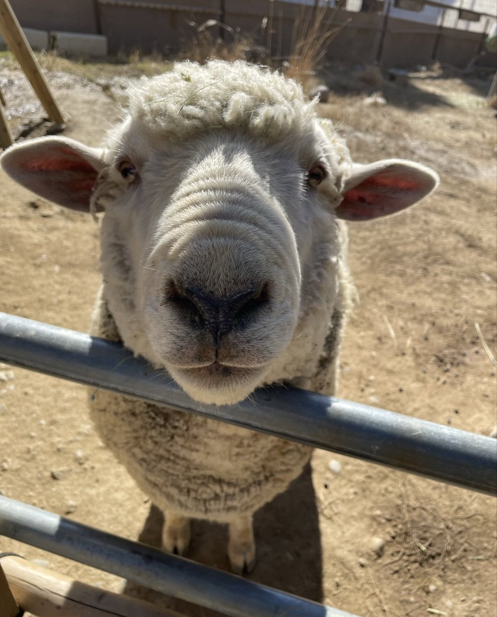 satsukiyama_zoo's tweet image. ご飯が欲しい時に、可愛い顔で頂戴とおねだりしてくる羊のアメとサク
#オス羊
#五月山動物園