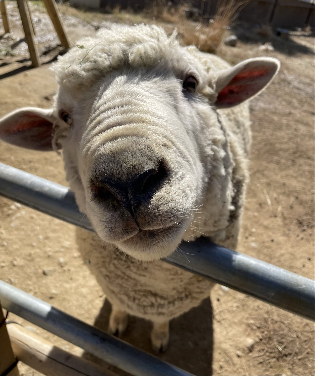 satsukiyama_zoo's tweet image. ご飯が欲しい時に、可愛い顔で頂戴とおねだりしてくる羊のアメとサク
#オス羊
#五月山動物園