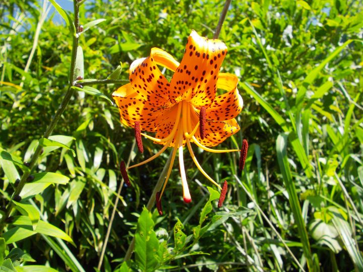 Hawk3330's tweet image. Art of the Day! "Tiger Lily". Buy at: ArtPal.com/HawkOren?i=301…
