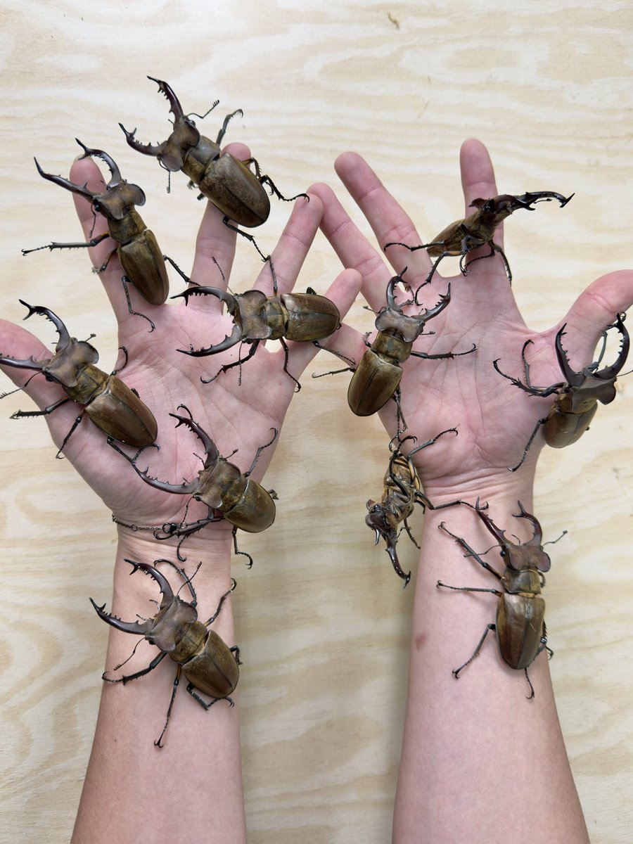 皮特玩自然 tweet media