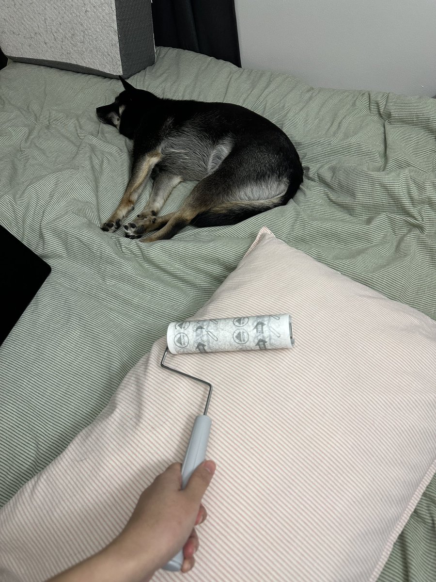 웃긴 강아지...언니가 돌돌이를 쓰던 말던 걍 누워있음...(그러다가 언니가 머핀이에게도 돌돌이 돌림)