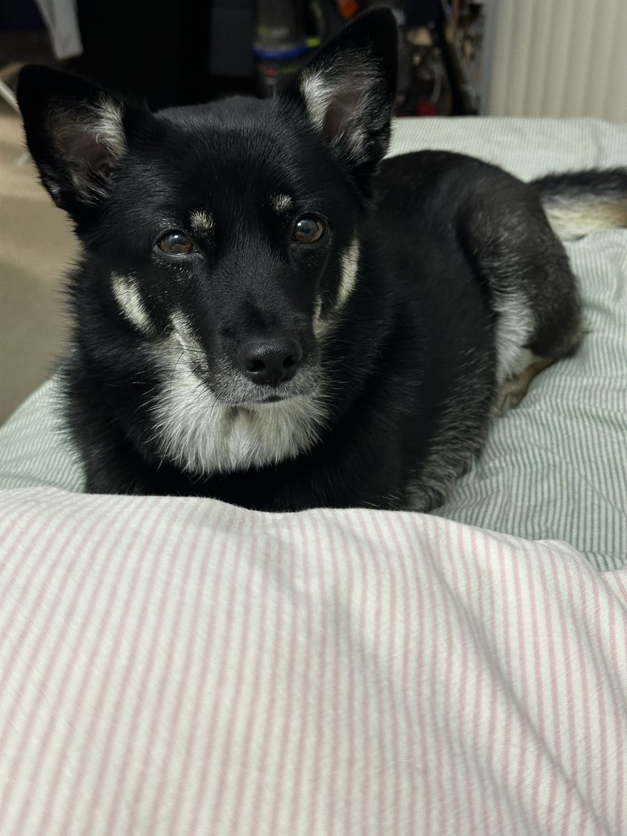 관심줘요 강아지