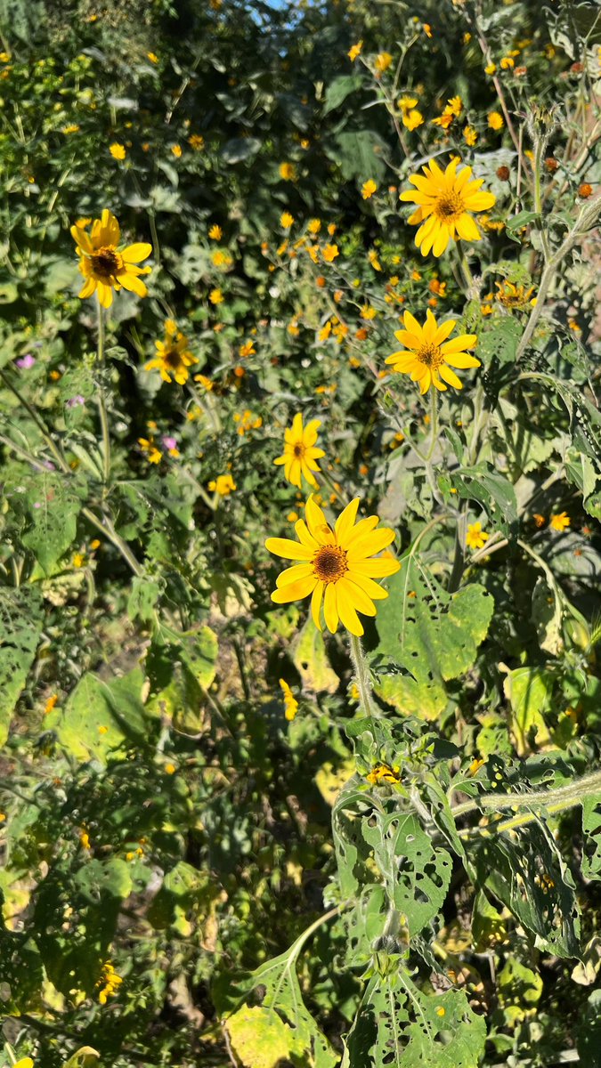 luis_cervvus's tweet photo. 🌼 https://t.co/LrqdB5YF19