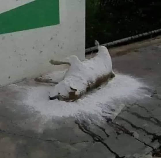 flatwhitedoble's tweet image. - Café Tacuba: no queremos financiar guerras, bajen nuestro catálogo musical de Spotify 😭.

- Café Tacuba en Spotify: