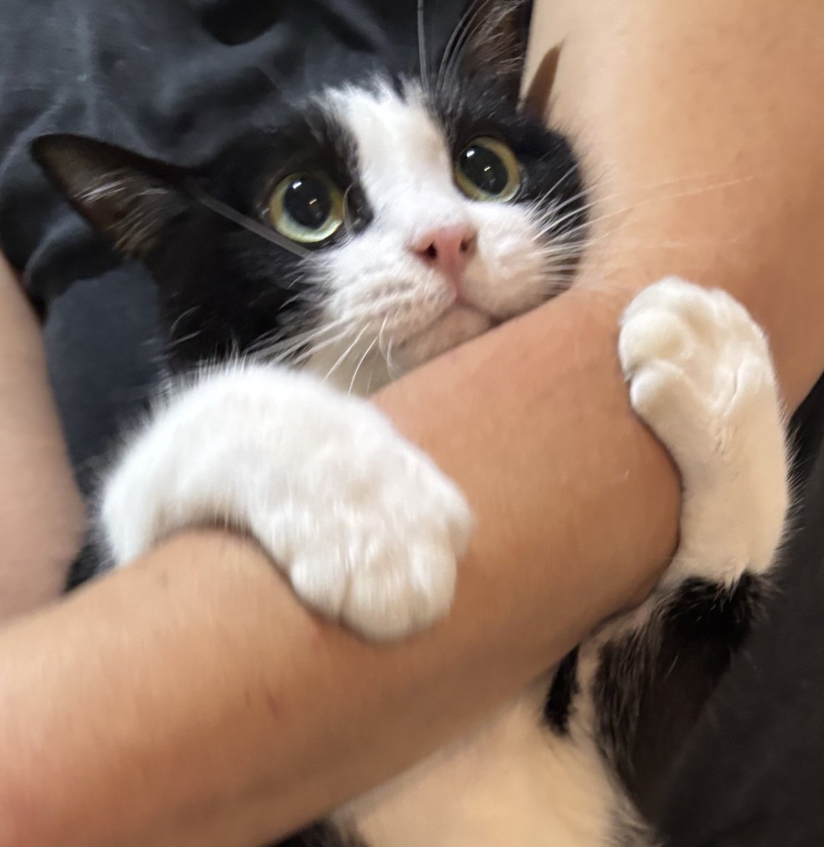 ThePetsX's tweet image. Clingy 🥹