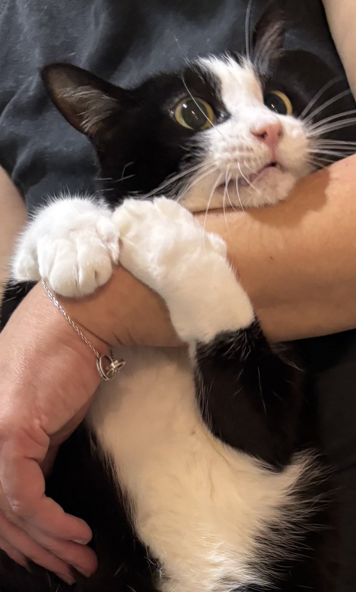 ThePetsX's tweet image. Clingy 🥹