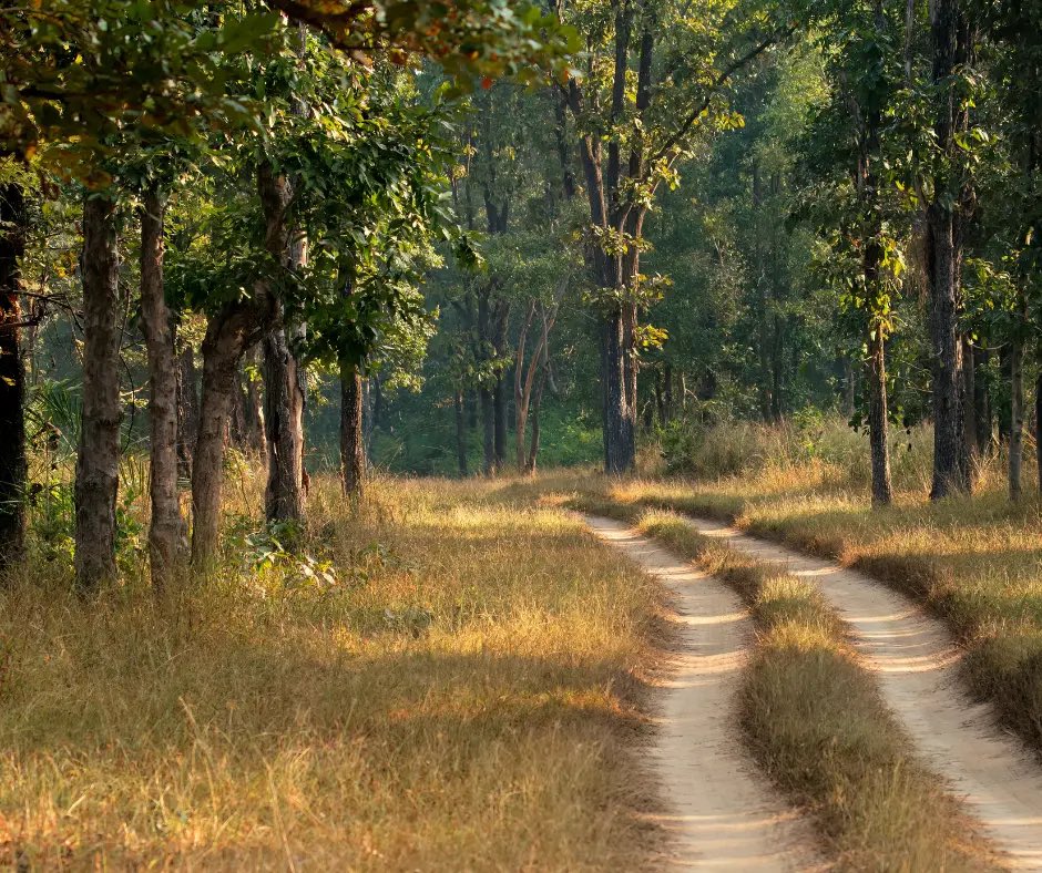 TrKanha's tweet photo. Trees in dense forests grow taller as they compete for light, while trees in open areas grow wider and stronger. Tree form reflects light and space availability. #kanhatigereserve #foreststructure https://t.co/pBkD5jHhbw