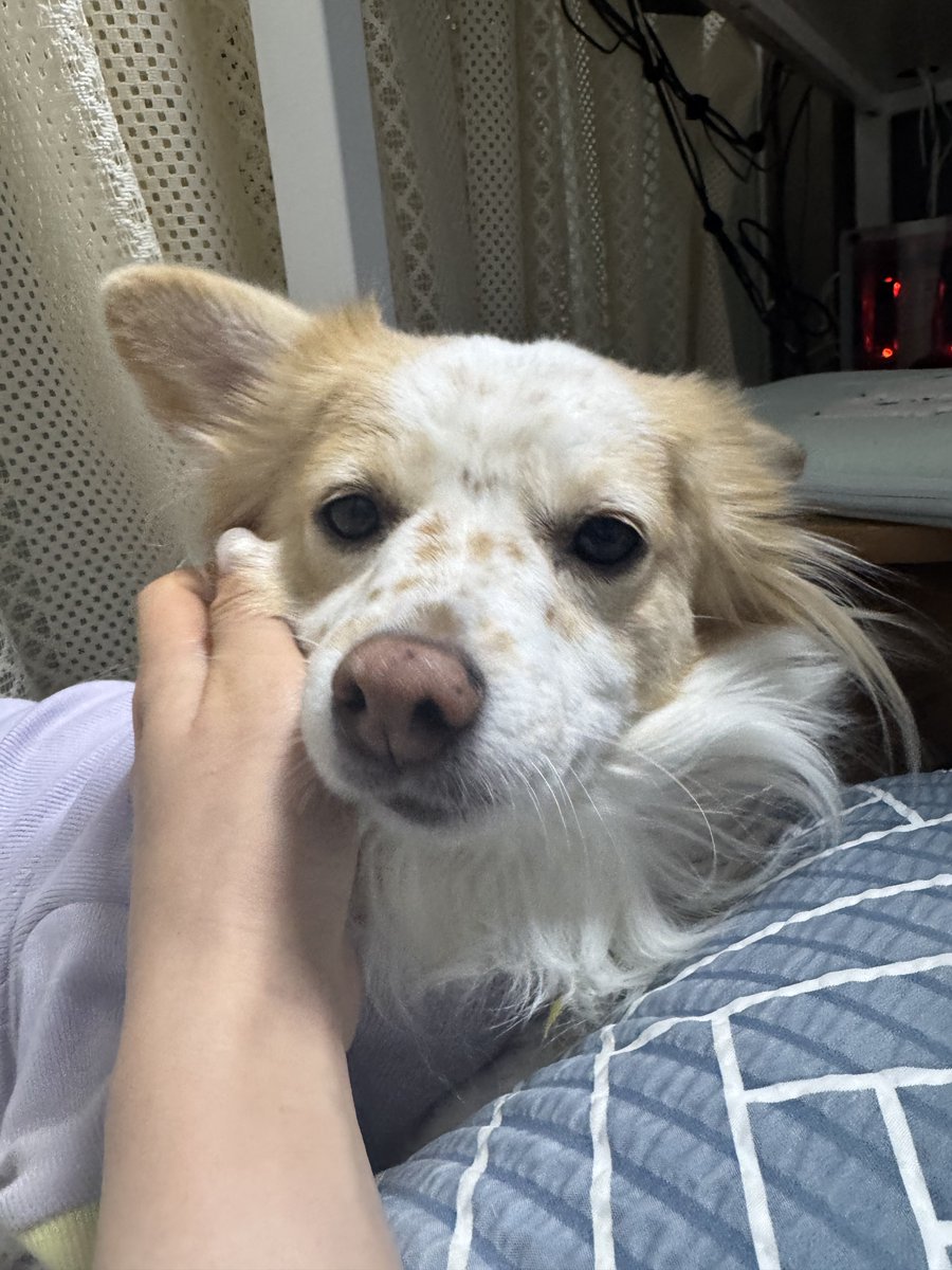 개 얼굴 기분 여전히, 미소, 수면, 스톡 벡터(로열티 프리) 2206958891 | Shutterstock, image size:900x1200