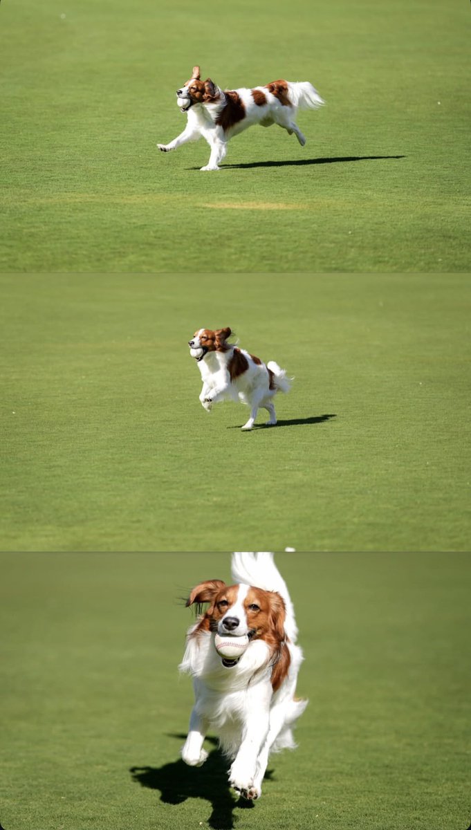 デコピンくん！ デコくん可愛すぎてロック画面にしたい🐶🤍🤎 (via shoheiohtani /ig