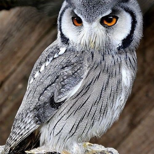 PerseusJackssn's tweet image. no words needed