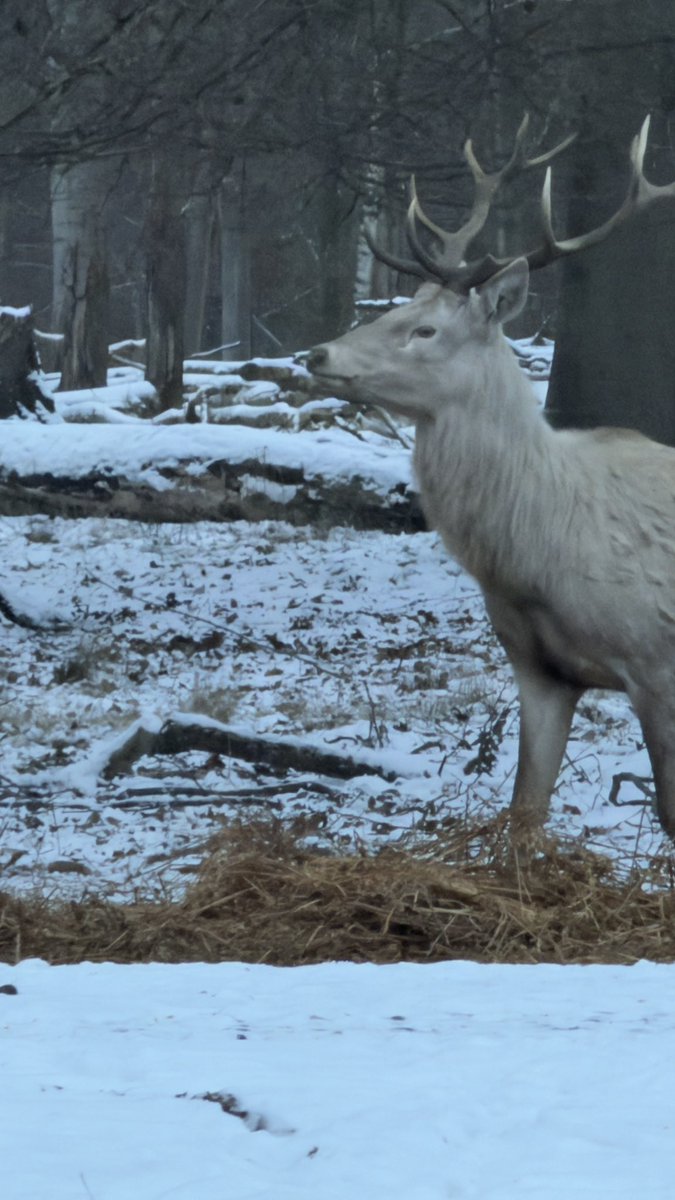 HashanNazmul's tweet photo. Calm and watchful winter legend ❄️🦌
#whitestag https://t.co/BBdilMGzdL
