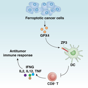 MedChemExpress's tweet photo. 📰New & Featured | Cell: #GPX4 released during #ferroptosis binds to dendritic #ZP3, activating cAMP-PPKA signaling
🔸Inhibits #glycolysis
🔸Impairs DC maturation & activation
🔸Eventually results in T cell priming defect
🧐Blocking GPX4-ZP3 potentially drives #antitumor activity https://t.co/ssg6rHsSat