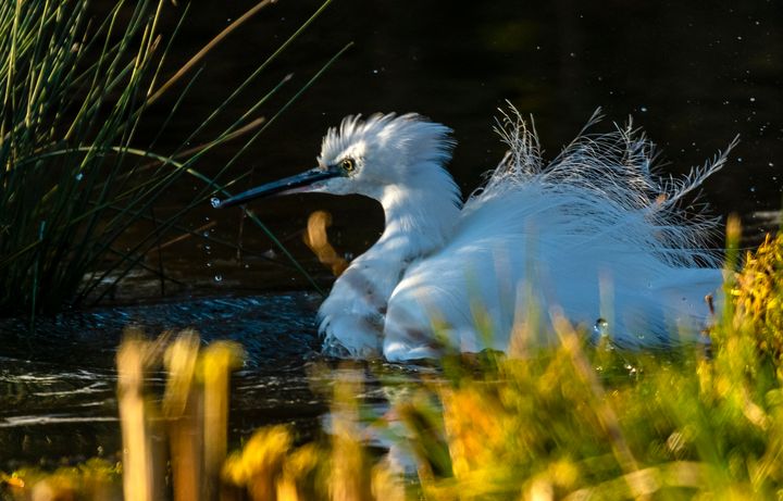Art of the Day! "Little Egret". Buy at: ArtPal.com/nortoncliff?i=…