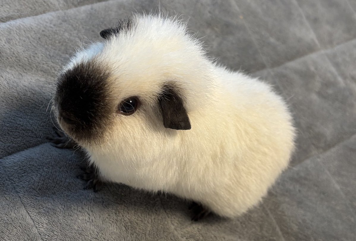 raokun03's tweet image. ルンルンで爆走してるね　かわいいね