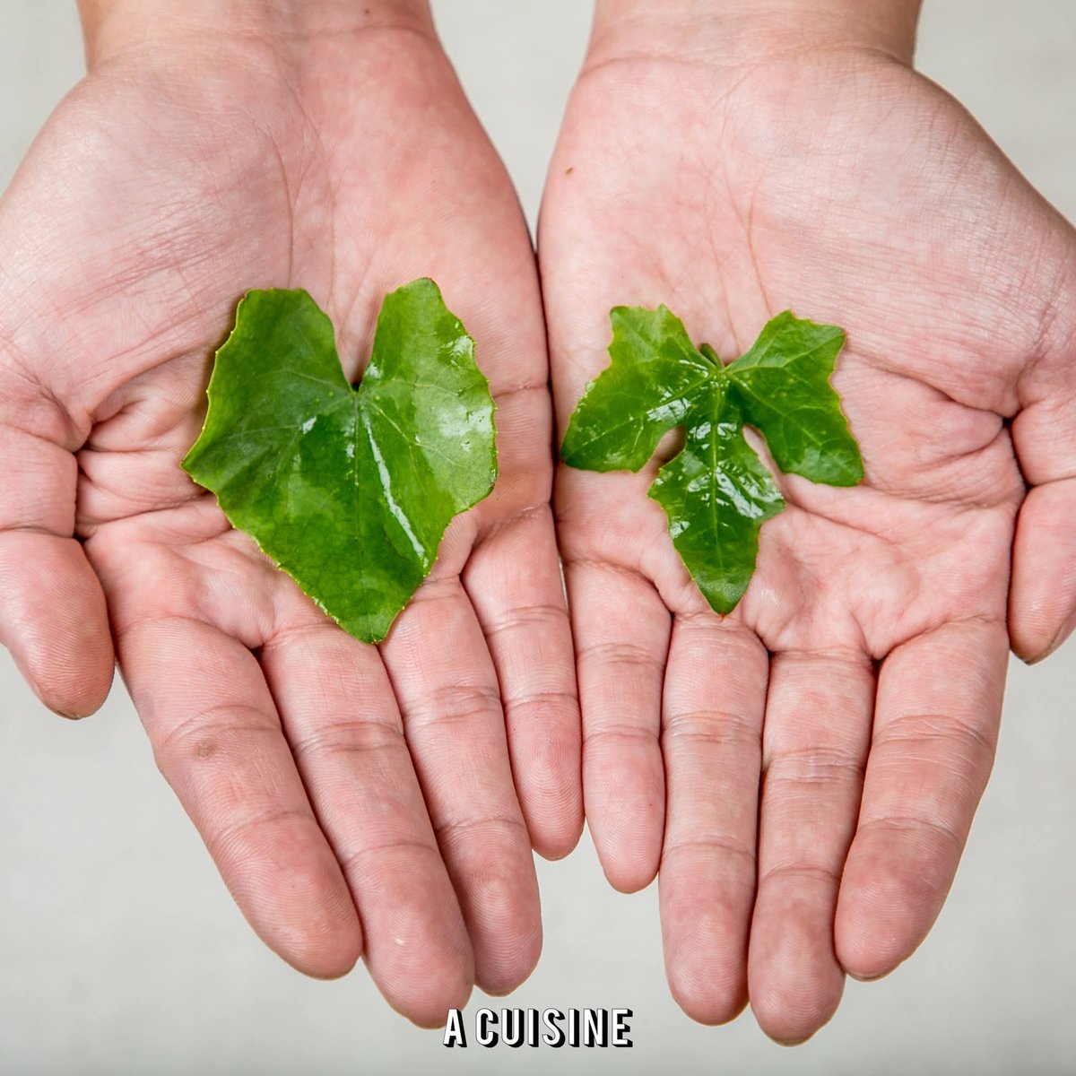 Pimchan011118's tweet image. ใบตำลึงตัวผู้กินแล้วปรู๊ดดดดดดด​ อู๊ดอี๊ด.. ชะอมหน้าฝนก็เช่นกัน