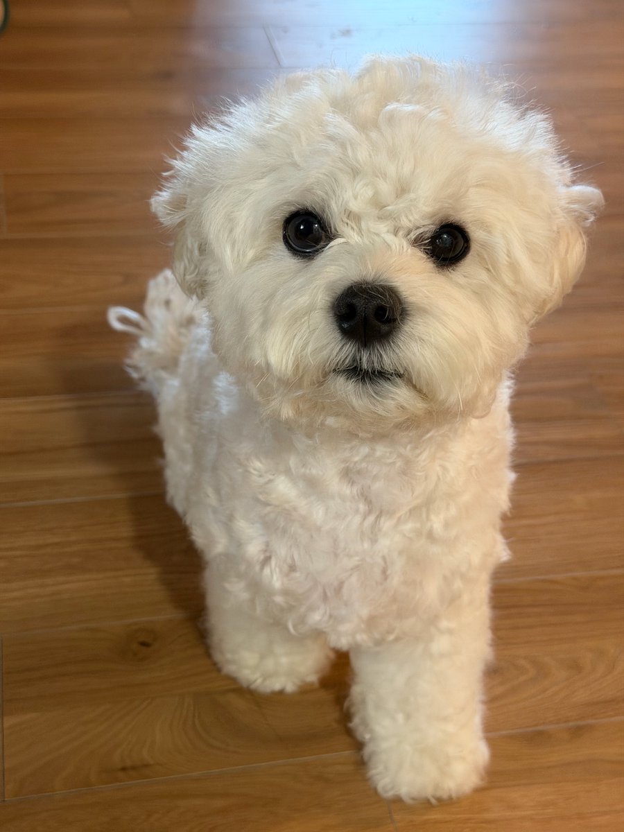 설이 완전 뽀송뽀송해졌어 솜사탕강아지💕💕💕